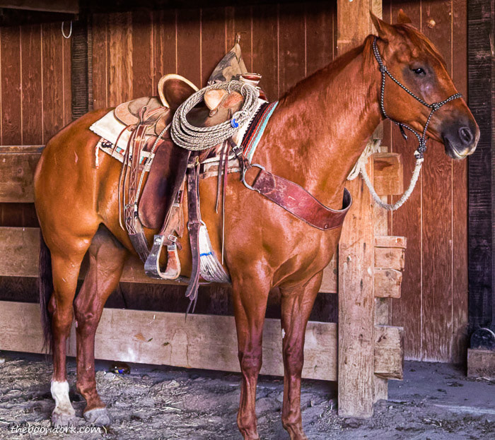 Working Cowboys horse Montana