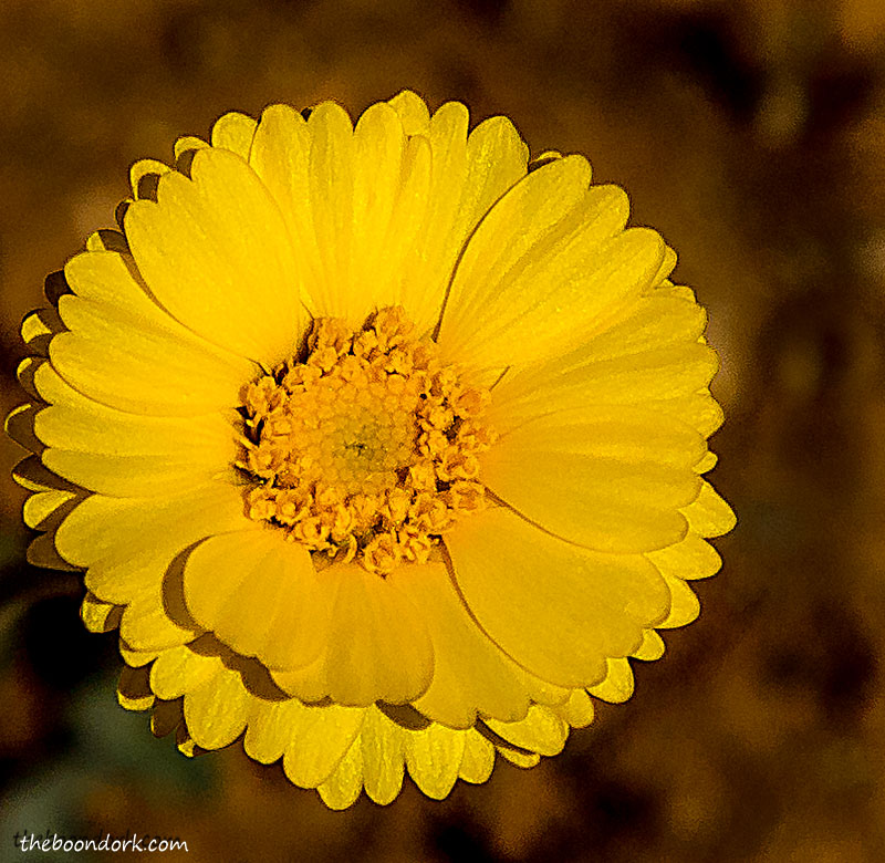 Yellow desert wildflower.