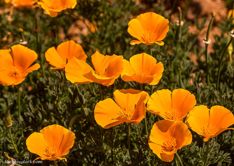 Some Poppies I found in the desert.