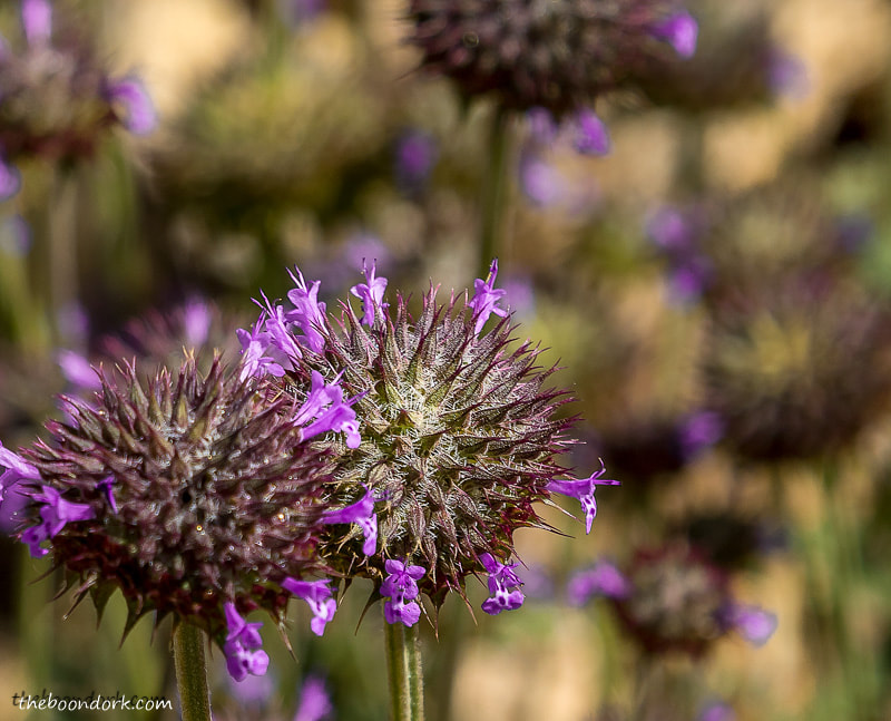  purple desert wildflower