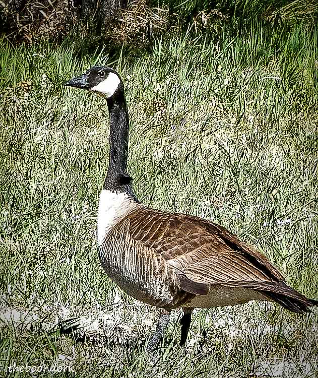 Storrie Lake State Park goose