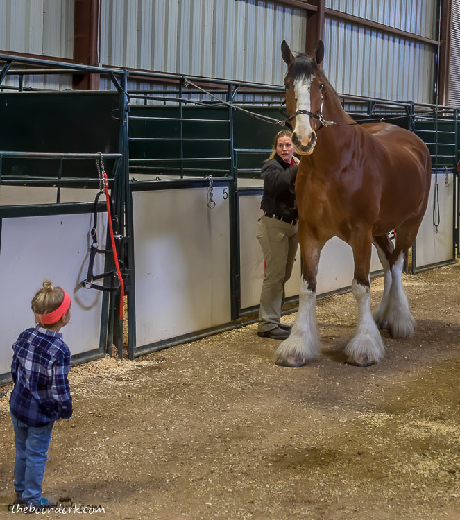 Budweiser Clydesdale horse