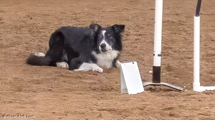 dog agility competition competitor