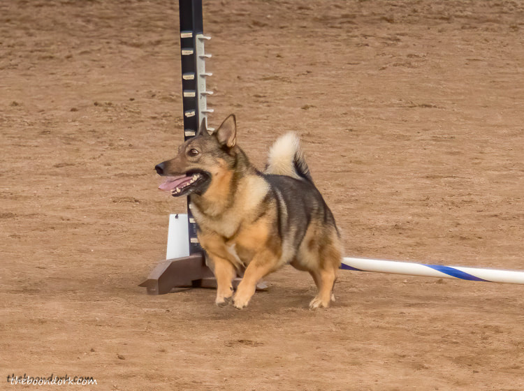 Tucson Arizona dog agility competition
