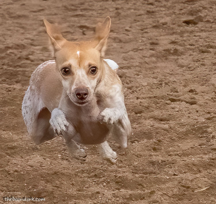 Tucson dog agility contest