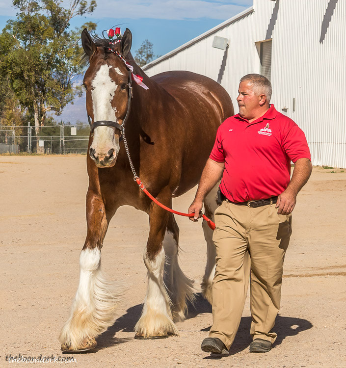 Budweiser Clydesdale horses