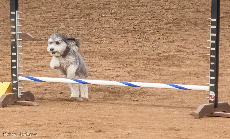 dog agility competition Tucson