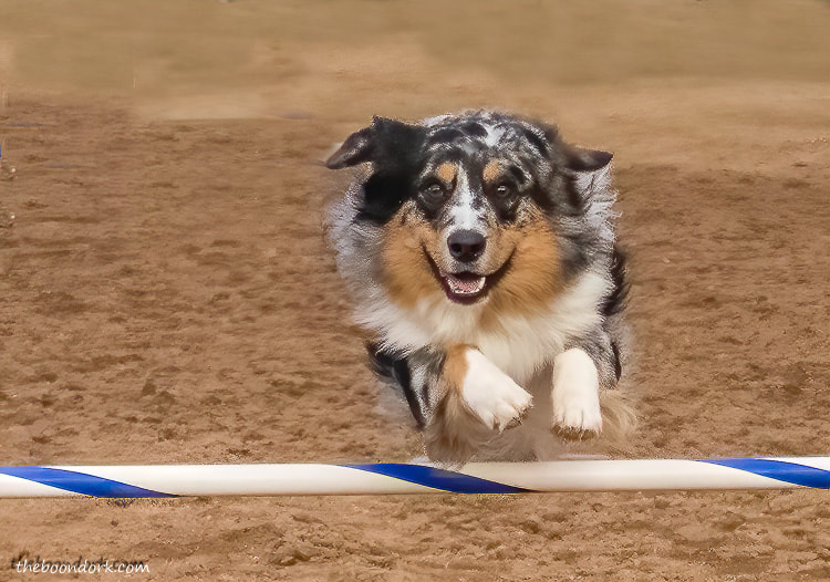 dog agility contest Tucson Arizona