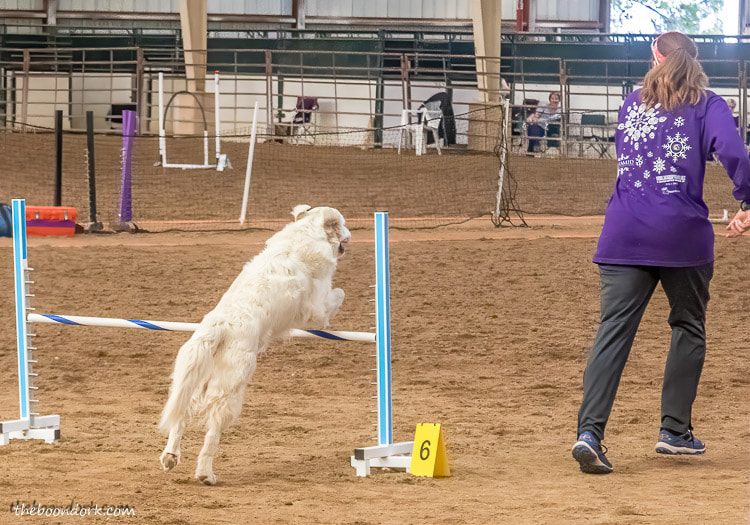 dog agility contest Tucson Arizona