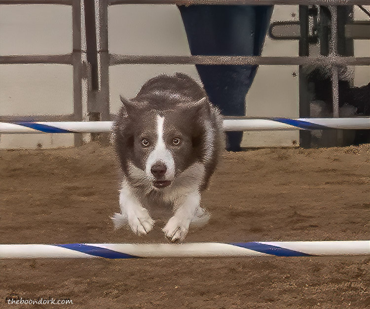 dog agility competition Arizona