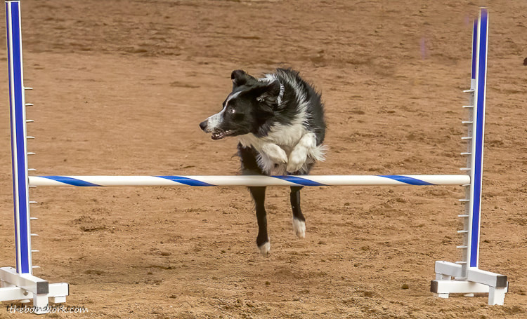dog agility competition Tucson Arizona