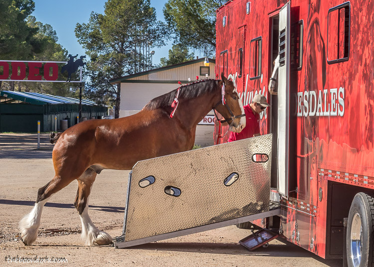 Budweiser Clydesdales  loading up