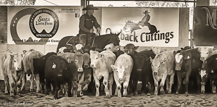 cattle cutting competition Tucson Arizona