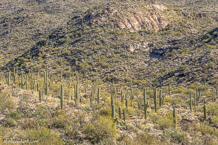 cactus Forest Tucson Arizona
