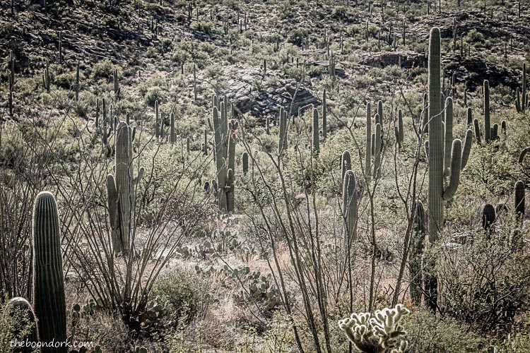 saguaro cactus Tucson Arizona