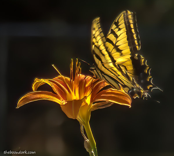 Monarch butterfly Denver Colorado