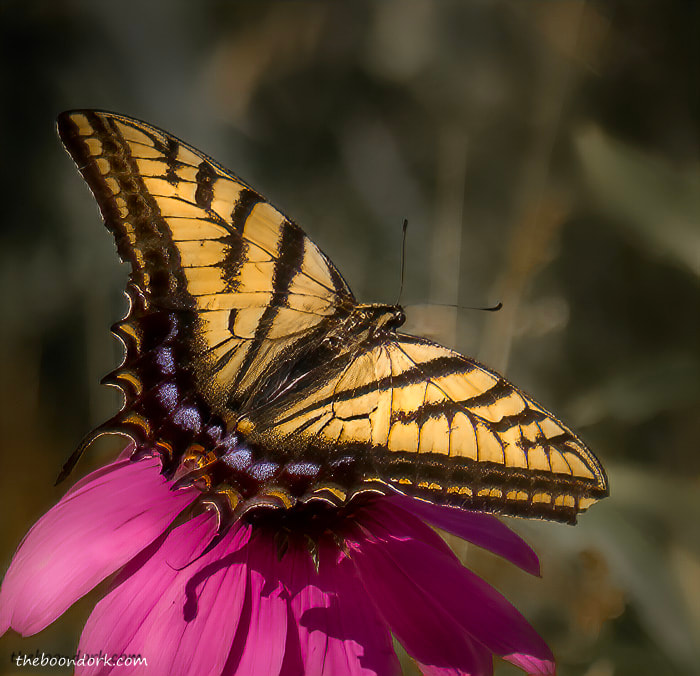 Large Monarch butterfly Denver Colorado