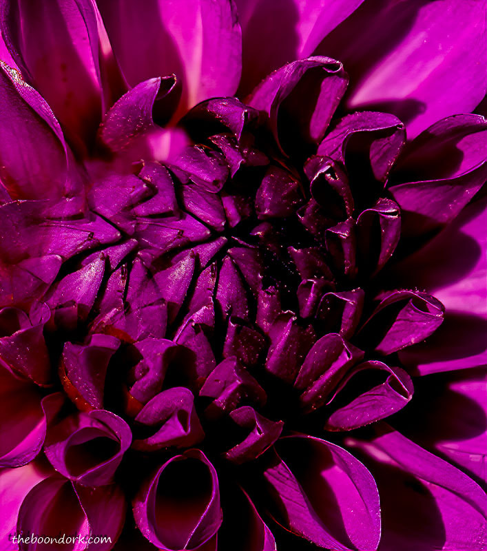 Purple flower close up Denver Colorado