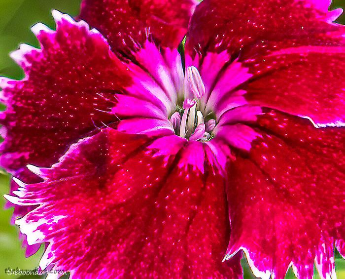 A red flower Denver Colorado