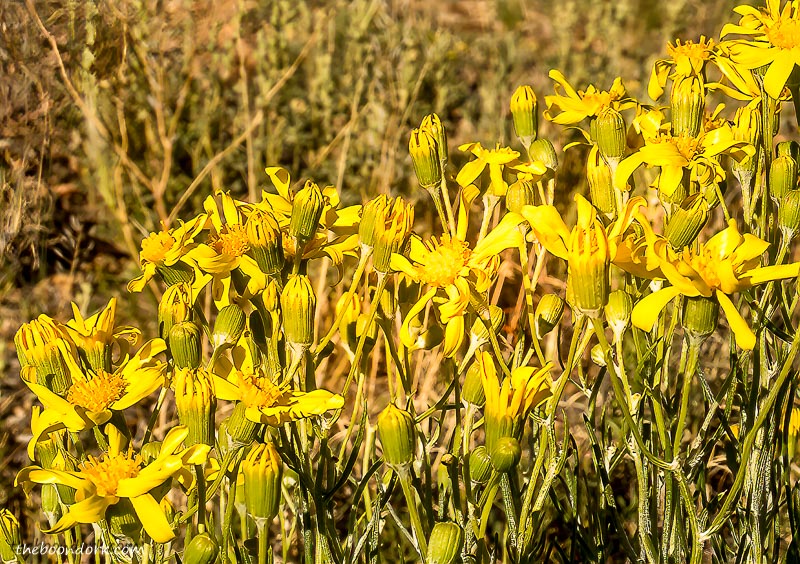 Yellow flowers Valley of the fires campground New Mexico