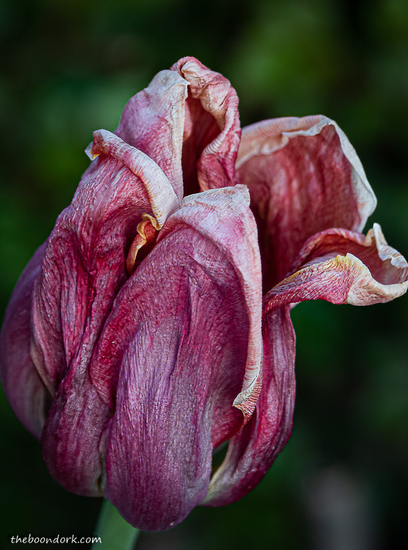 Denver Colorado Tulip