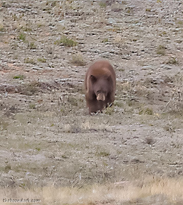 Colorado bear