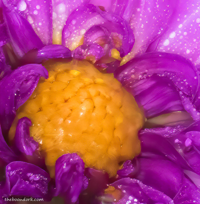 Purple flower Denver Colorado