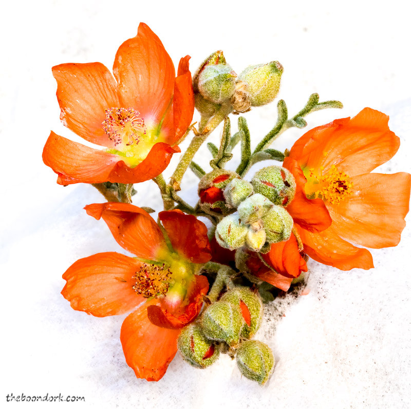 orange Wildflowers