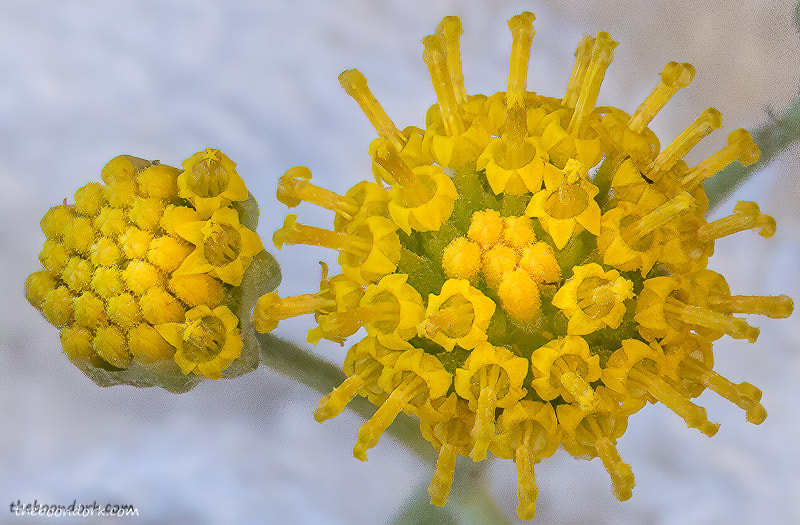Yellow flower Denver Colorado