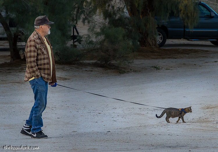 Walking a cat on a leash while boondocking
